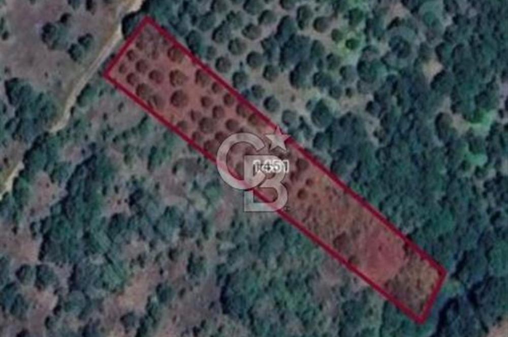 Çanakkale Biga Harmanlıda 2600 m² Satılık Tarla