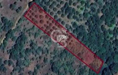 Çanakkale Biga Harmanlıda 2600 m² Satılık Tarla