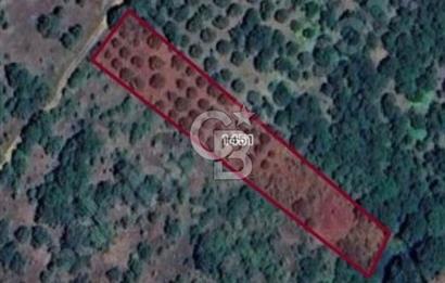 Çanakkale Biga Harmanlıda 2600 m² Satılık Tarla