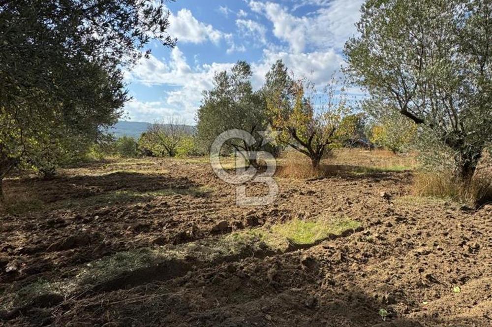 ÇANAKKALE GÖKKÖY'DE 42 DÖNÜM SULU ÖZEL ÜRÜN SINIFINDA EMSALSİZ TARLA 