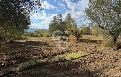 ÇANAKKALE GÖKKÖY'DE 42 DÖNÜM SULU ÖZEL ÜRÜN SINIFINDA EMSALSİZ TARLA 