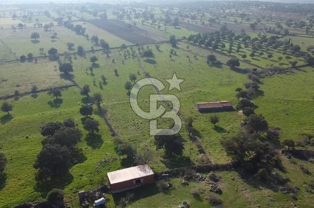 ÇANAKKALE AYVACIK KORUBAŞINDA UYGUN M2 FİYATLI AVANTAJLI SATILIK TARLA