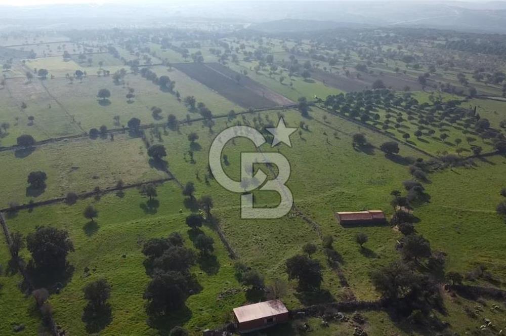 ÇANAKKALE AYVACIK KORUBAŞINDA UYGUN M2 FİYATLI AVANTAJLI SATILIK TARLA