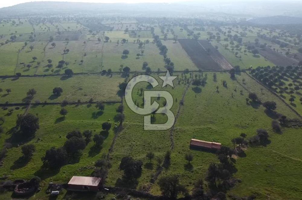 ÇANAKKALE AYVACIK KORUBAŞINDA UYGUN M2 FİYATLI AVANTAJLI SATILIK TARLA