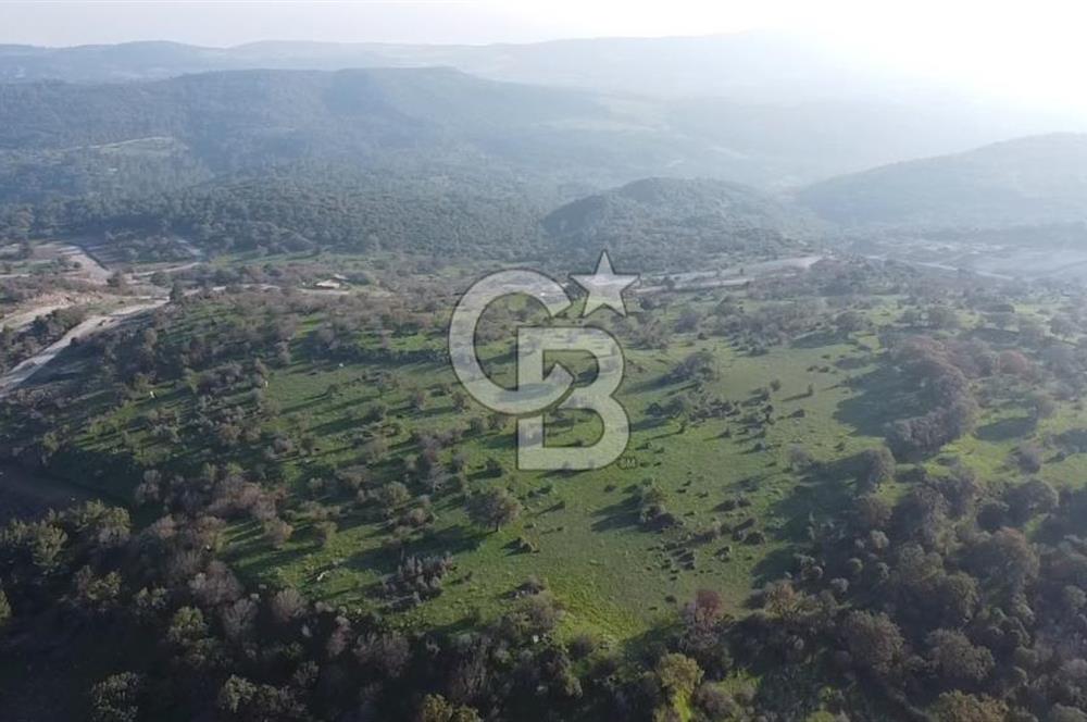  ÇANAKKALE AYVACIK PAŞAKÖY DENİZ MANZARALI YOLU OLAN 5001 M2 ARSA