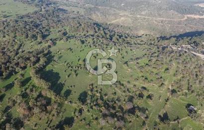  ÇANAKKALE AYVACIK PAŞAKÖY DENİZ MANZARALI YOLU OLAN 5001 M2 ARSA