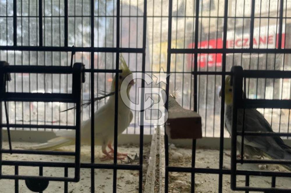 Devren Kiralık Petshop Bornova Hükümet Konağı Yakını