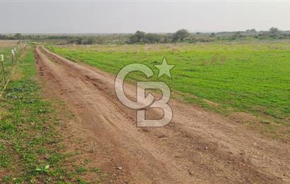 izmir foça yenibağarası satılık tarla