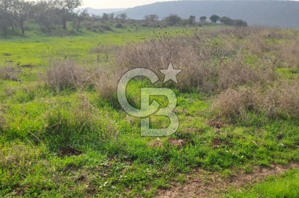 izmir foça yenibağarası satılık tarla