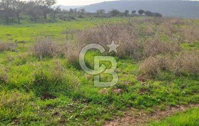 izmir foça yenibağarası satılık tarla