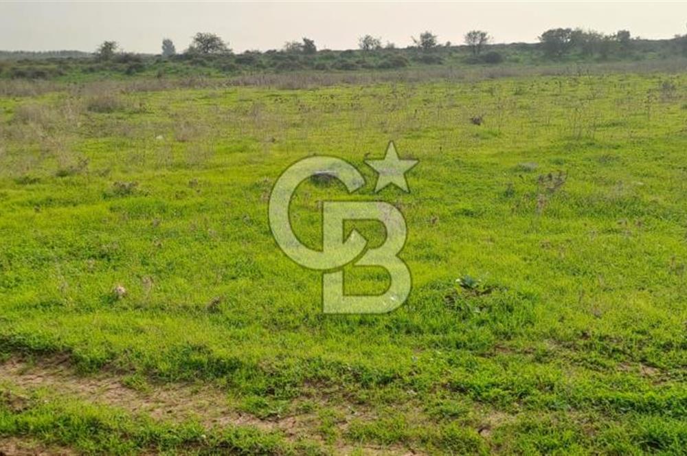 izmir foça yenibağarası satılık tarla