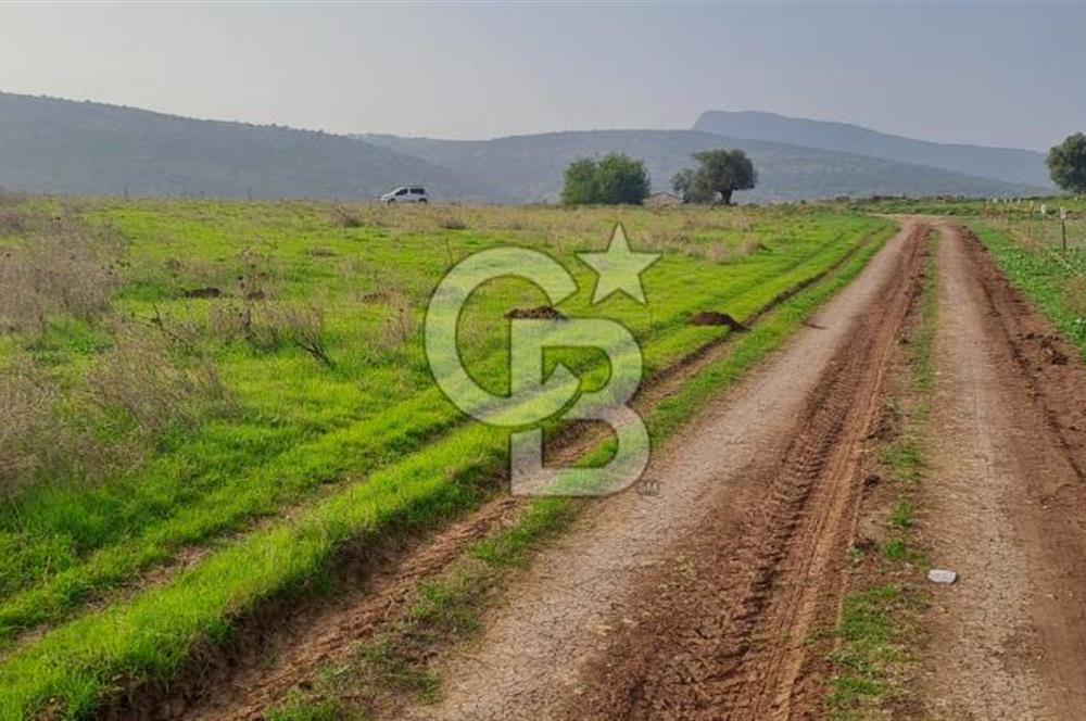 izmir foça yenibağarası satılık tarla