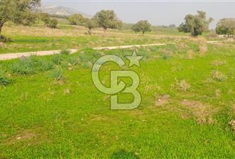 izmir foça yenibağarası satılık tarla - 1 - 312826