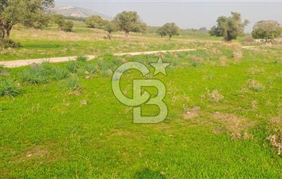 izmir foça yenibağarası satılık tarla