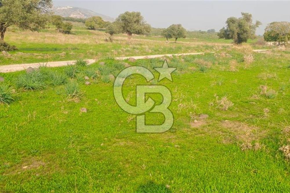 izmir foça yenibağarası satılık tarla