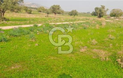 izmir foça yenibağarası satılık tarla