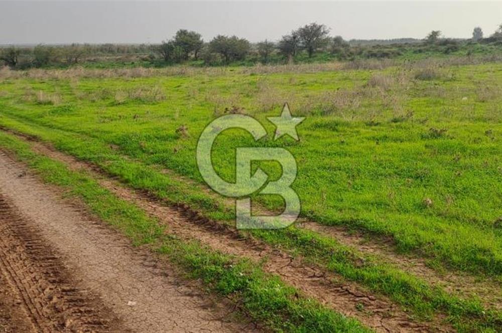 izmir foça yenibağarası satılık tarla