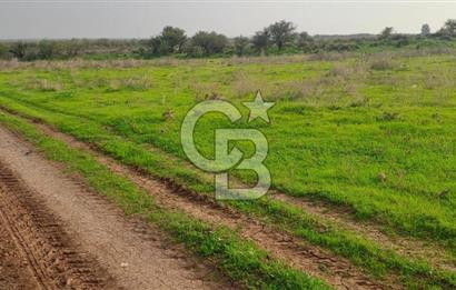 izmir foça yenibağarası satılık tarla