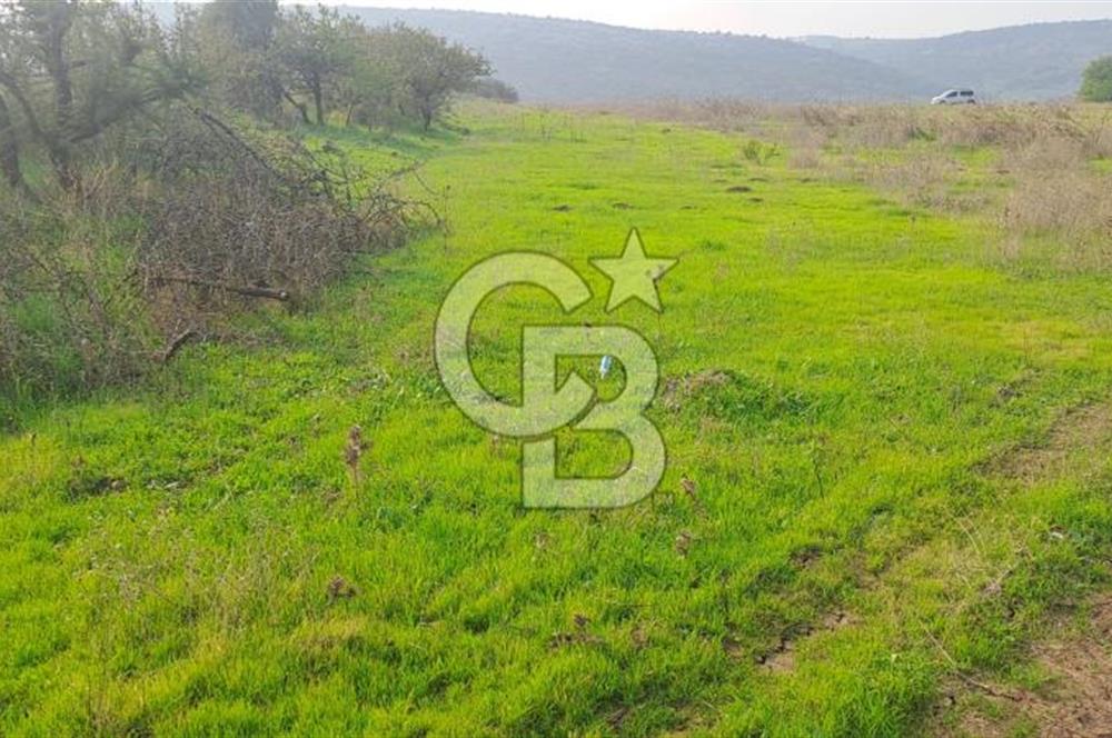 izmir foça yenibağarası satılık tarla