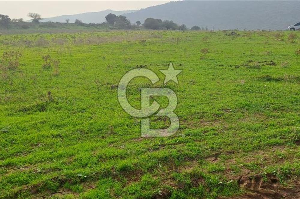 izmir foça yenibağarası satılık tarla