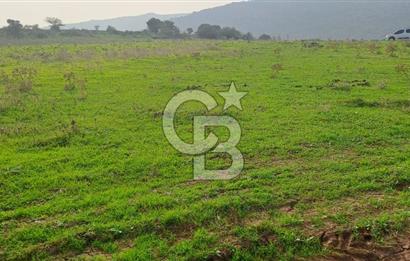 izmir foça yenibağarası satılık tarla