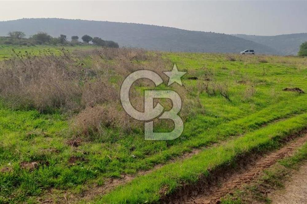 izmir foça yenibağarası satılık tarla