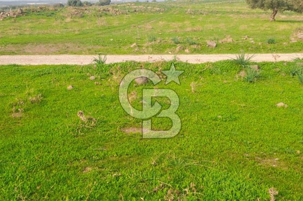 izmir foça yenibağarası satılık tarla