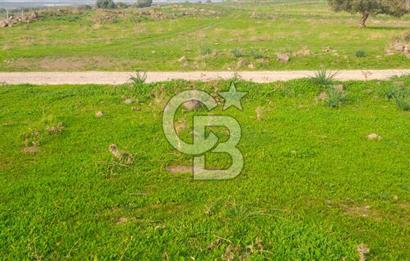 izmir foça yenibağarası satılık tarla