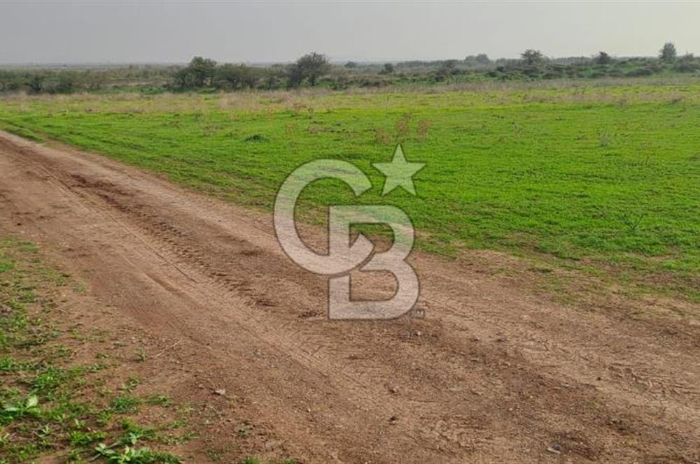 izmir foça yenibağarası satılık tarla