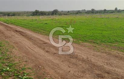 izmir foça yenibağarası satılık tarla