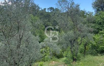 Muğla Menteşe Meke Mahallesi’nde Satılık Tarla