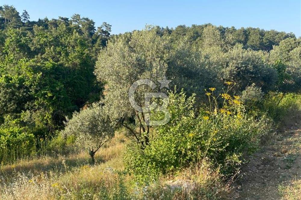 Muğla Menteşe Meke Mahallesi’nde Satılık Tarla