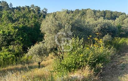 Muğla Menteşe Meke Mahallesi’nde Satılık Tarla