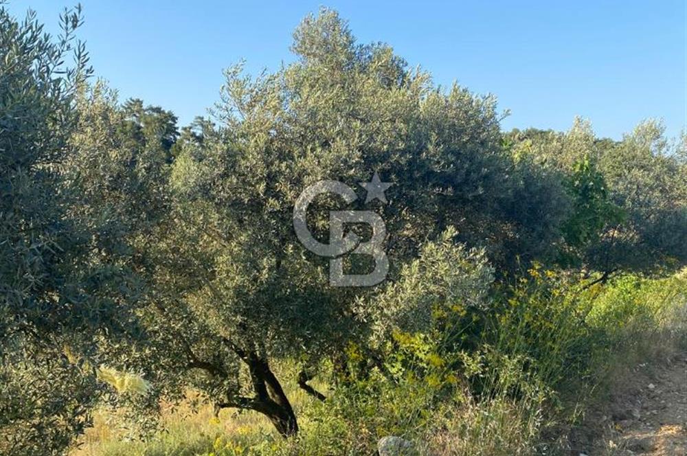 Muğla Menteşe Meke Mahallesi’nde Satılık Tarla