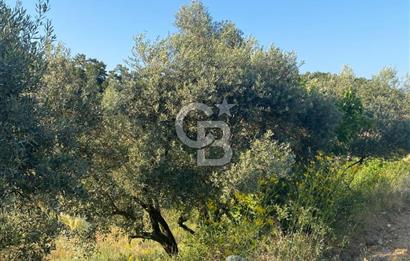 Muğla Menteşe Meke Mahallesi’nde Satılık Tarla