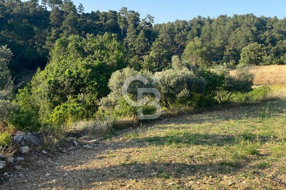 Muğla Menteşe Meke Mahallesi’nde Satılık Tarla
