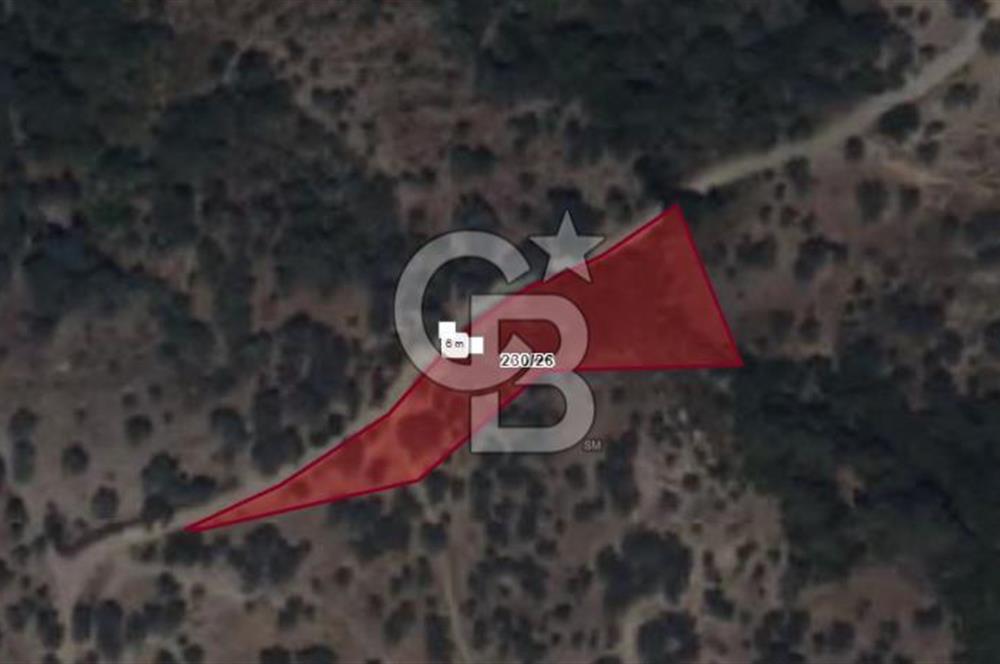 SEFERİHİSAR BEYLER MAH. SATILIK ZEYTİNLİK