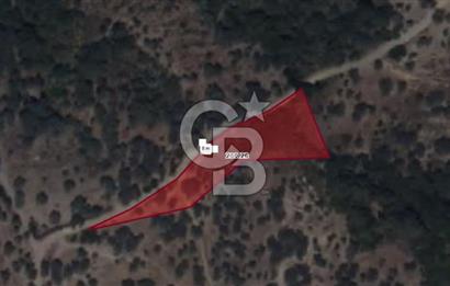 SEFERİHİSAR BEYLER MAH. SATILIK ZEYTİNLİK