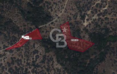 SEFERİHİSAR BEYLER MAH. SATILIK ZEYTİNLİK