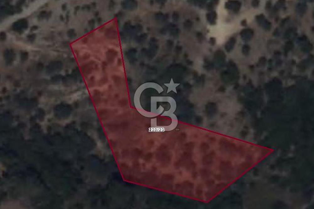 SEFERİHİSAR BEYLER MAH. SATILIK ZEYTİNLİK