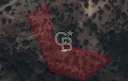 SEFERİHİSAR BEYLER MAH. SATILIK ZEYTİNLİK