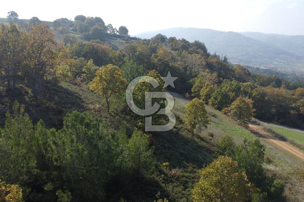 BİGA AKKAYRAK KÖYÜNDE 9250 M2 SATILIK BAĞ!!!