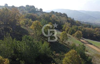 BİGA AKKAYRAK KÖYÜNDE 9250 M2 SATILIK BAĞ!!!