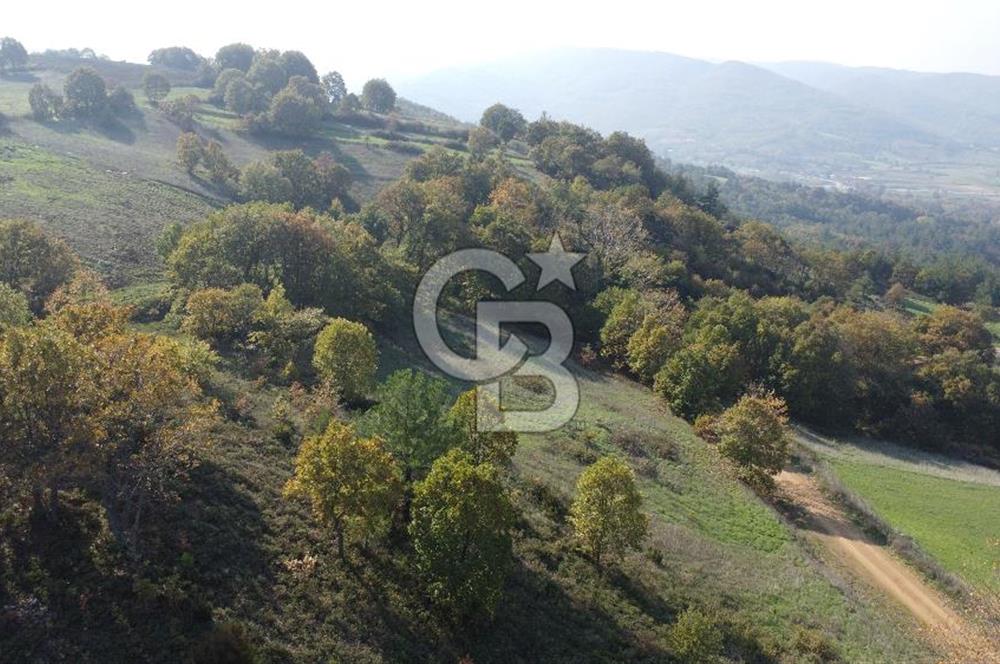 BİGA AKKAYRAK KÖYÜNDE 9250 M2 SATILIK BAĞ!!!