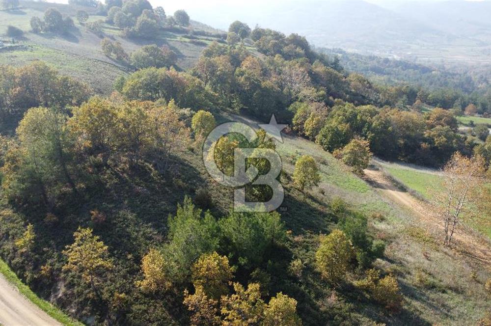 BİGA AKKAYRAK KÖYÜNDE 9250 M2 SATILIK BAĞ!!!