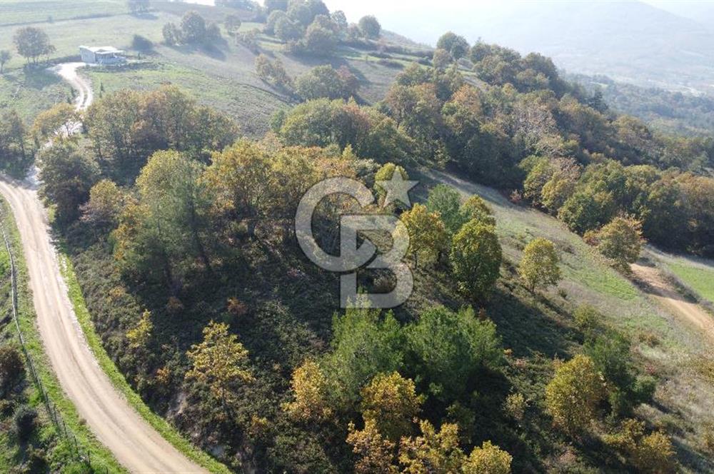 BİGA AKKAYRAK KÖYÜNDE 9250 M2 SATILIK BAĞ!!!