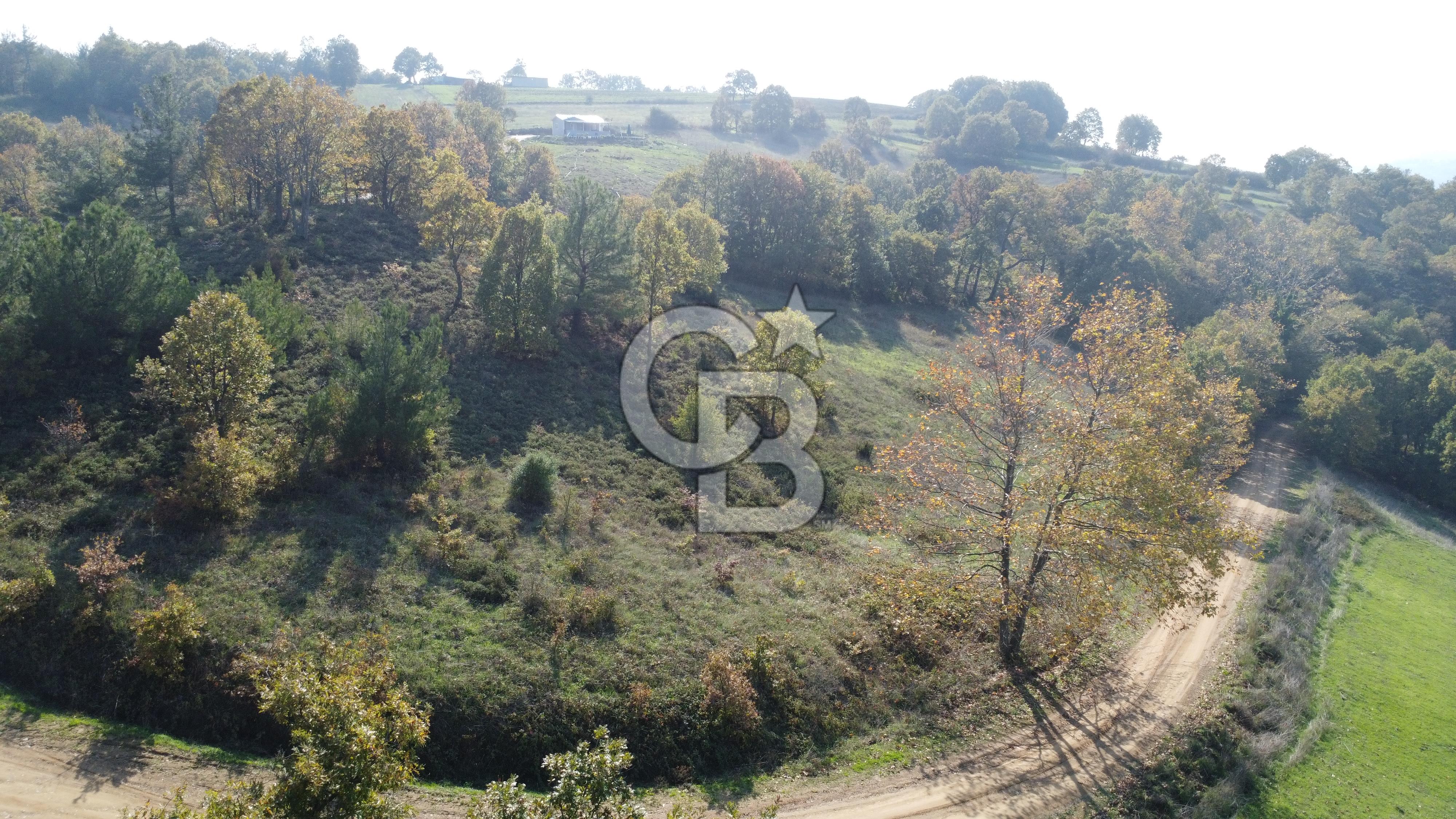 BİGA AKKAYRAK KÖYÜNDE 9250 M2 SATILIK BAĞ!!!