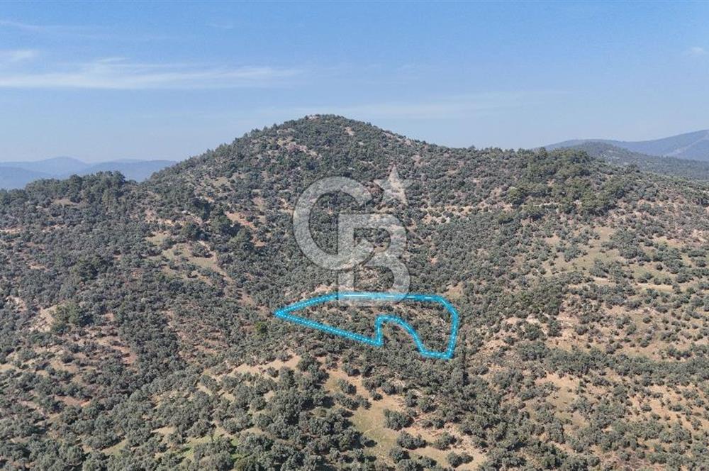 Bayındır Çenikler'de Satılık Zeytinlik