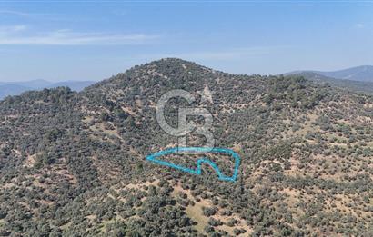 Bayındır Çenikler'de Satılık Zeytinlik