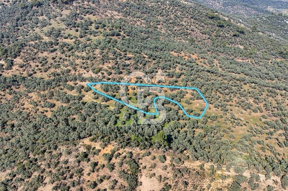 Bayındır Çenikler'de Satılık Zeytinlik